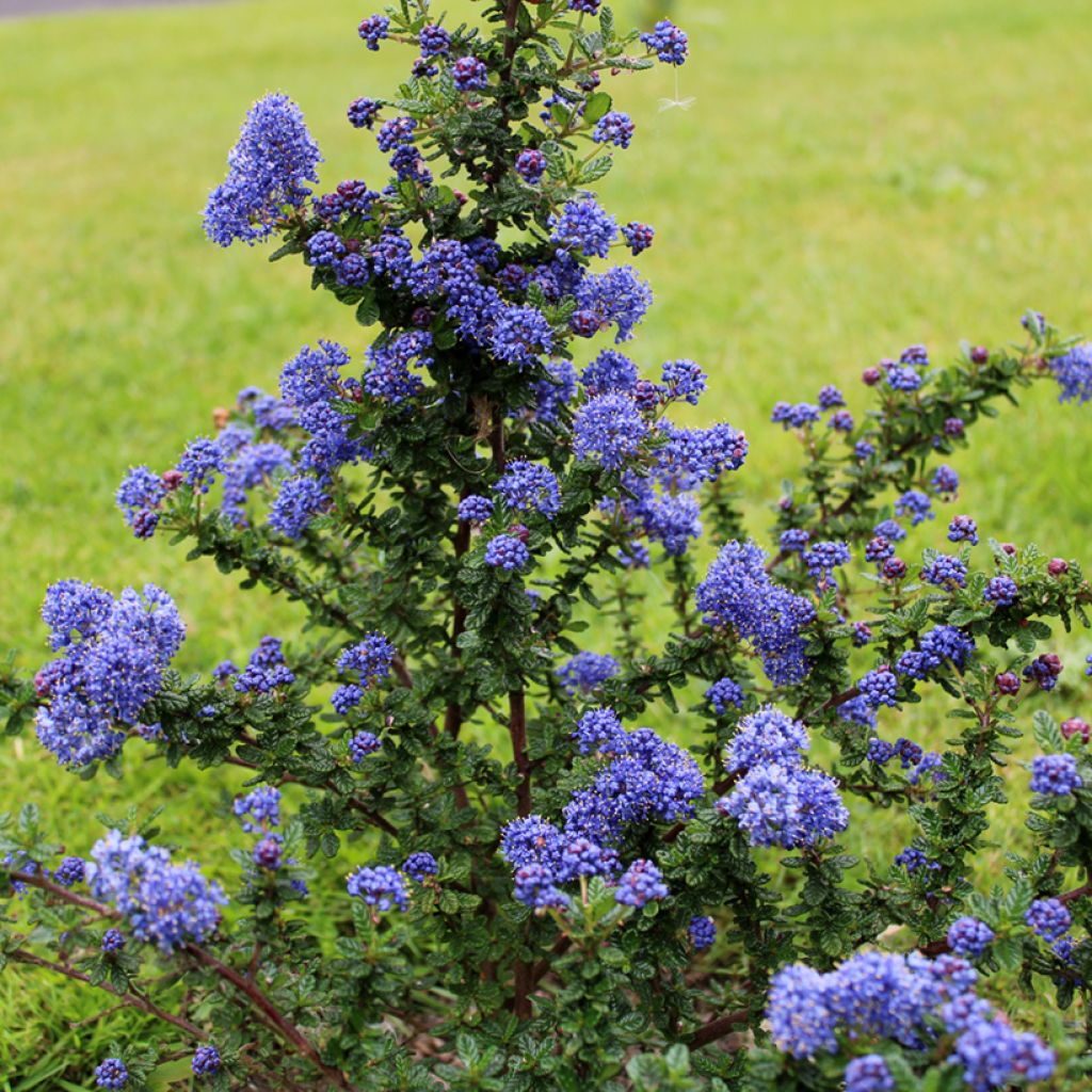 Ceanothus impressus Dark Star