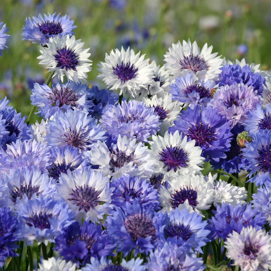 Centaurea cyanus Classic Fantastic - Fiordaliso vero
