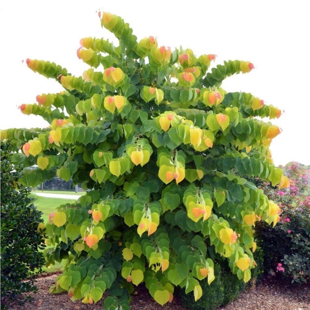 Cercis canadensis The Rising Sun - Albero di Giuda