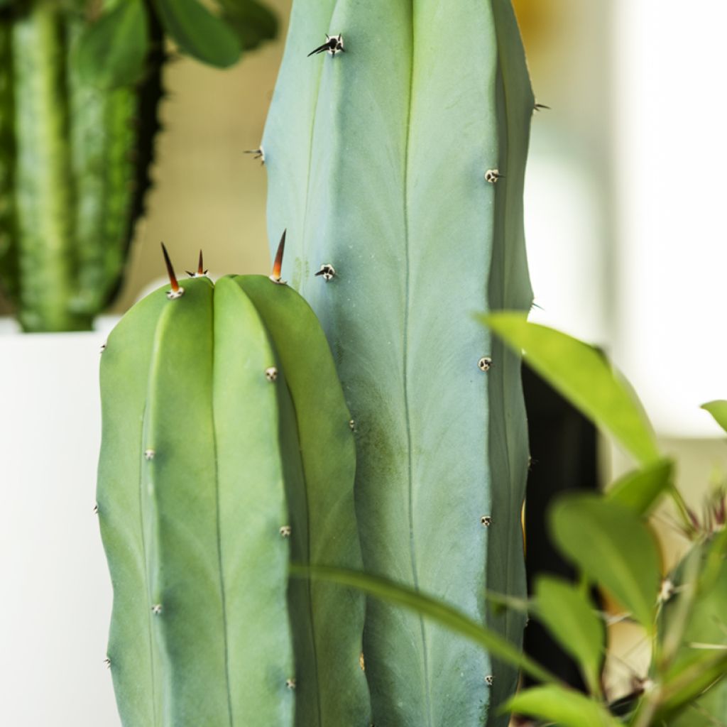 Cereus peruvianus - Cereo del Perù