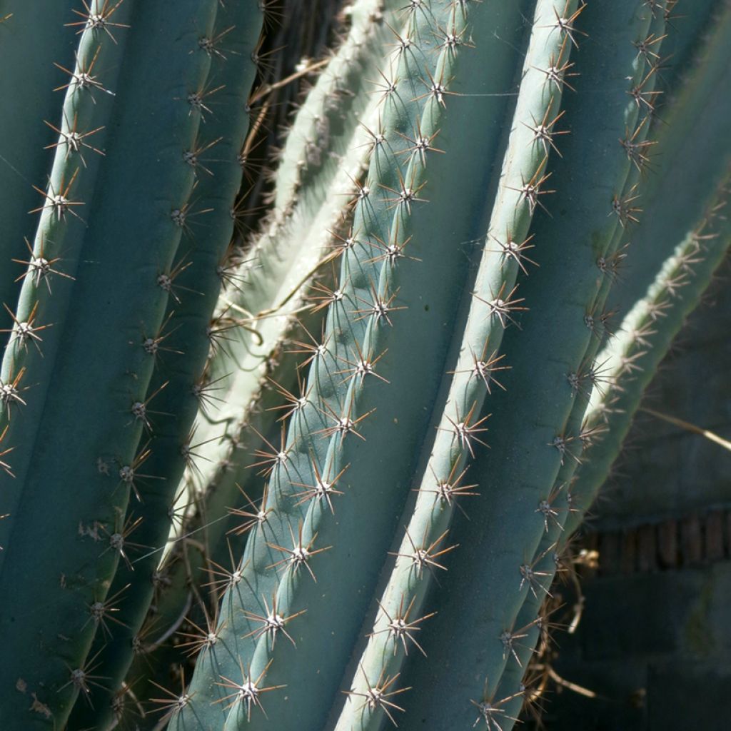 Cereus peruvianus - Cereo del Perù