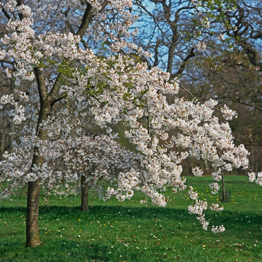 Prunus yedoensis Shidare Yoshino - Ciliegio da fiore