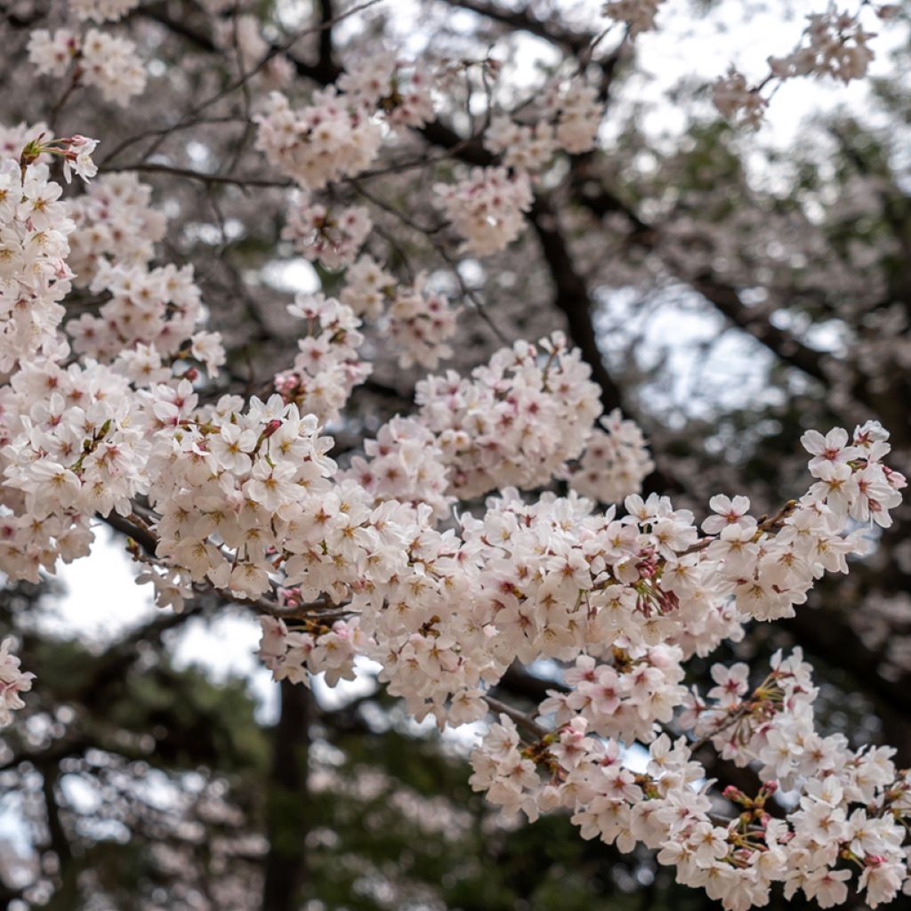 Prunus yedoensis Shidare Yoshino - Ciliegio da fiore