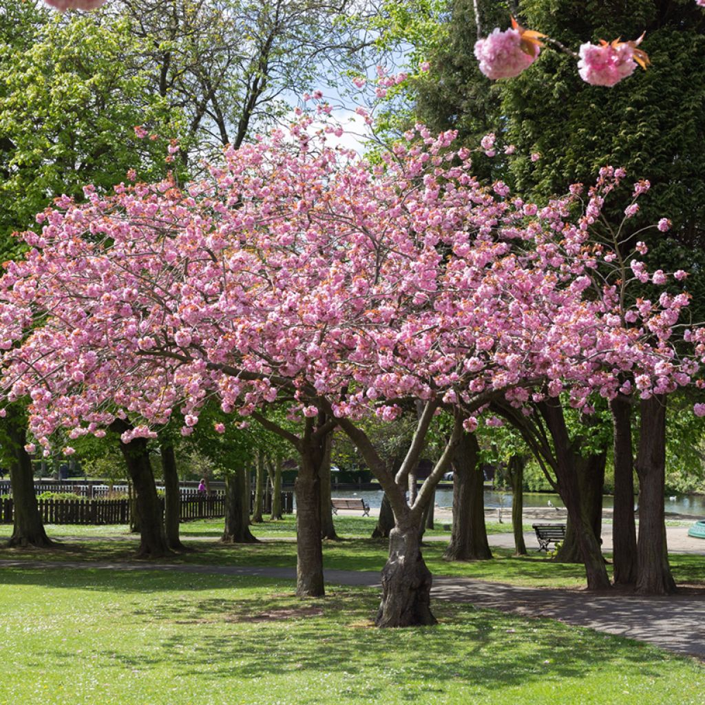 Prunus Accolade - Ciliegio da fiore