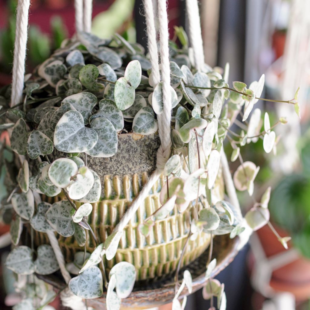 Ceropegia woodii Variegata - Collana di cuori