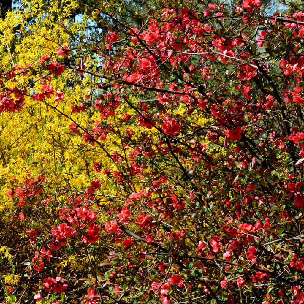 Chaenomeles superba Nicoline - Fior di Pesco