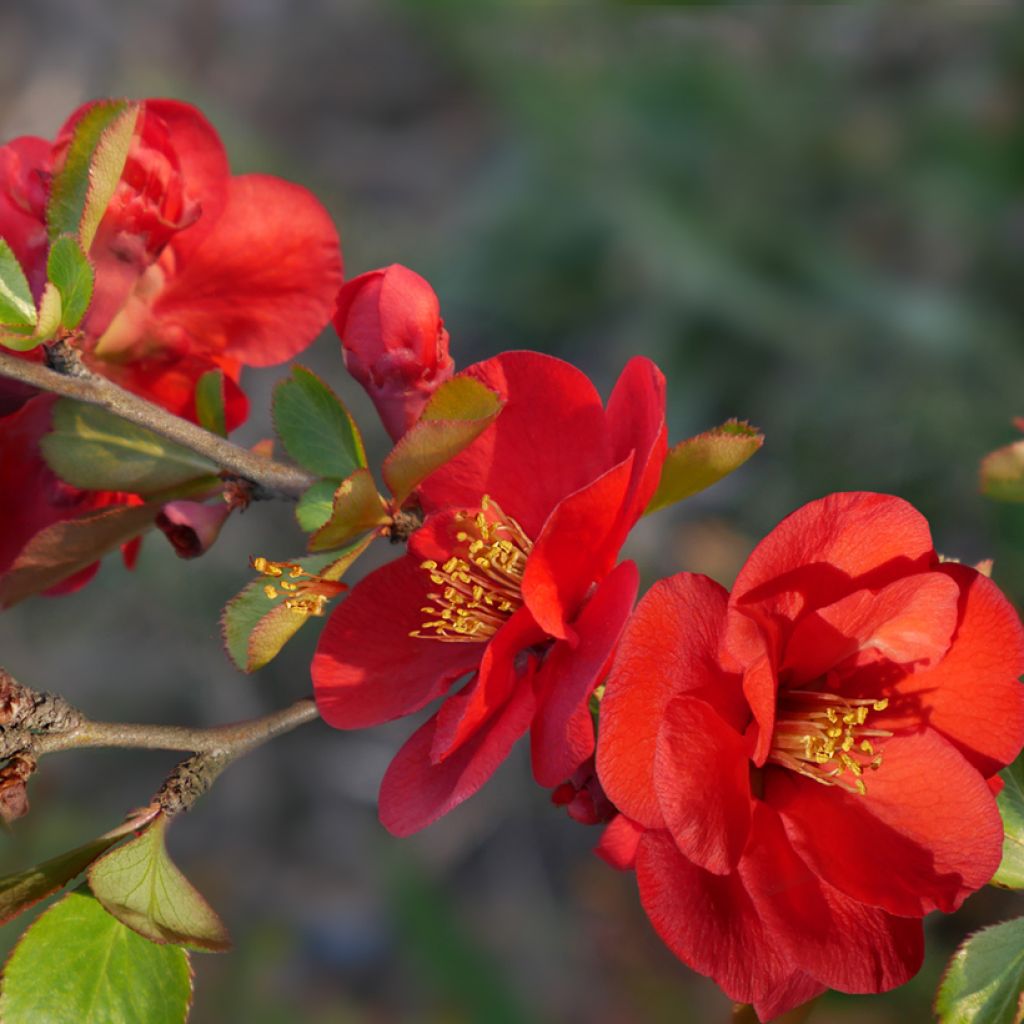 Chaenomeles superba Nicoline - Fior di Pesco