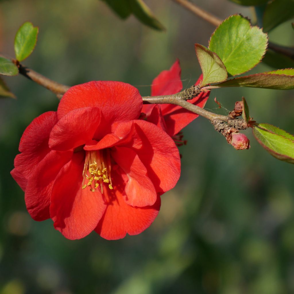 Chaenomeles superba Nicoline - Fior di Pesco