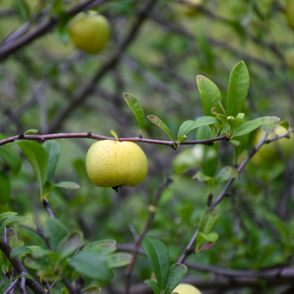 Chaenomeles superba Nicoline - Fior di Pesco