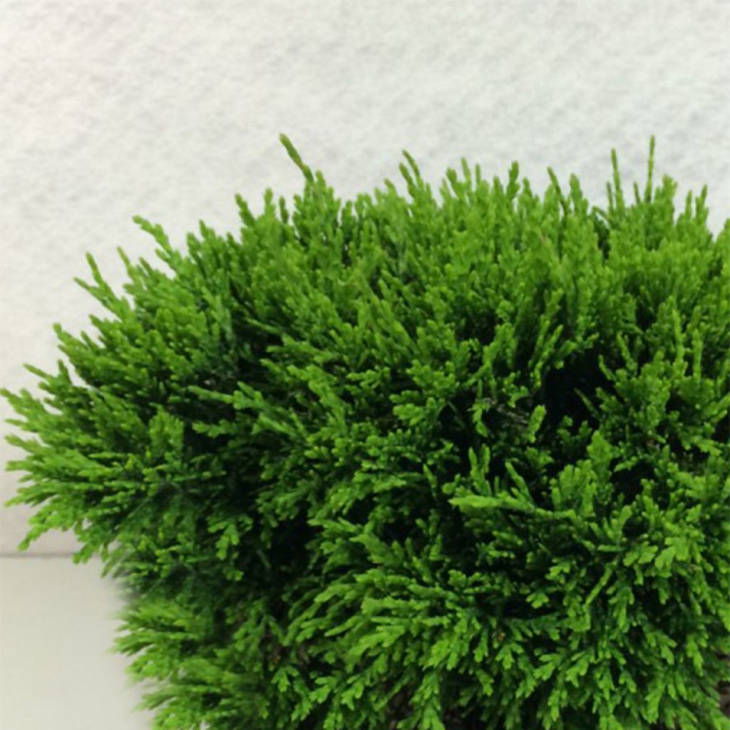 Chamaecyparis lawsoniana Green Globe - Cyprès de Lawson nain