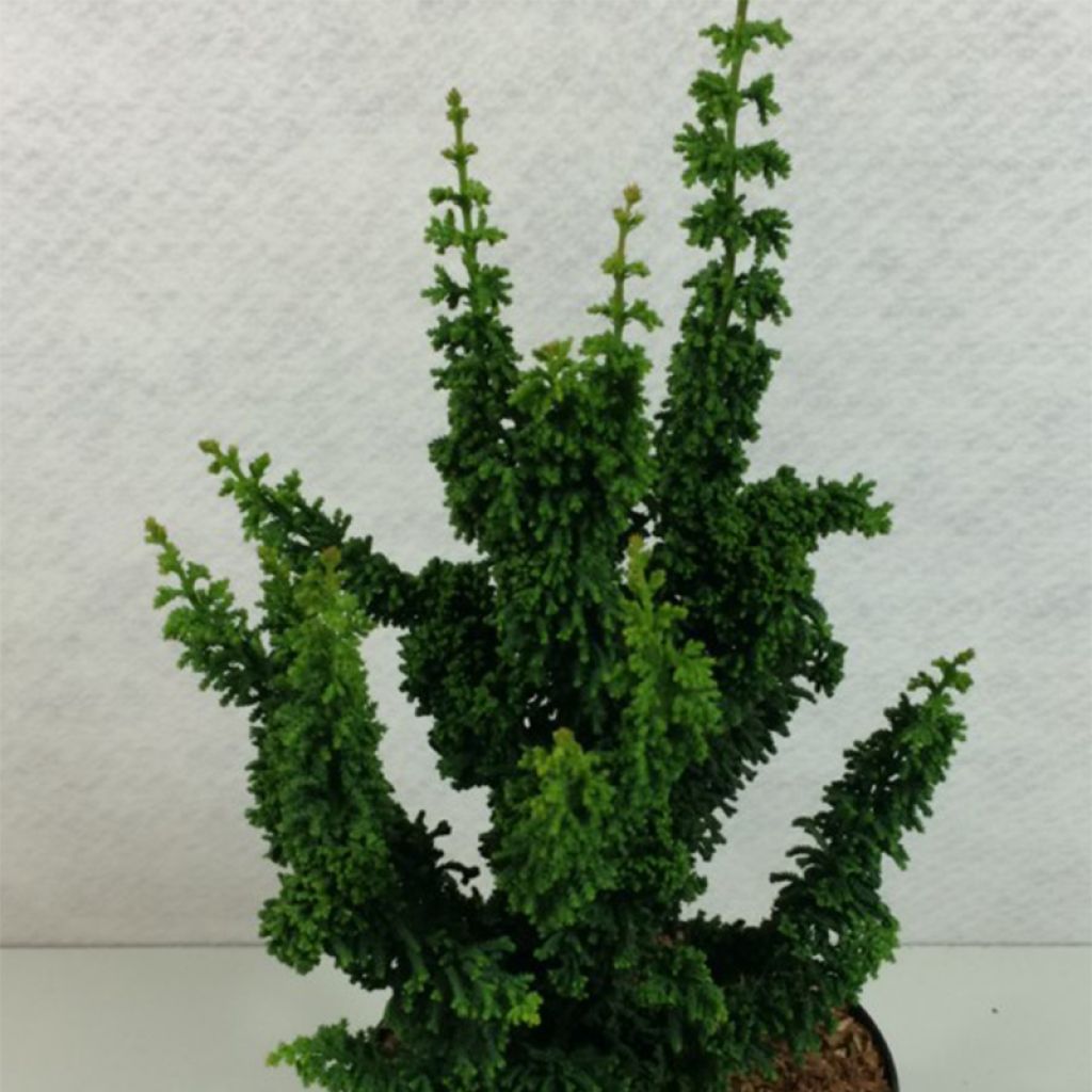 Chamaecyparis obtusa Chirimen - Faux cyprès hinoki du Japon nain