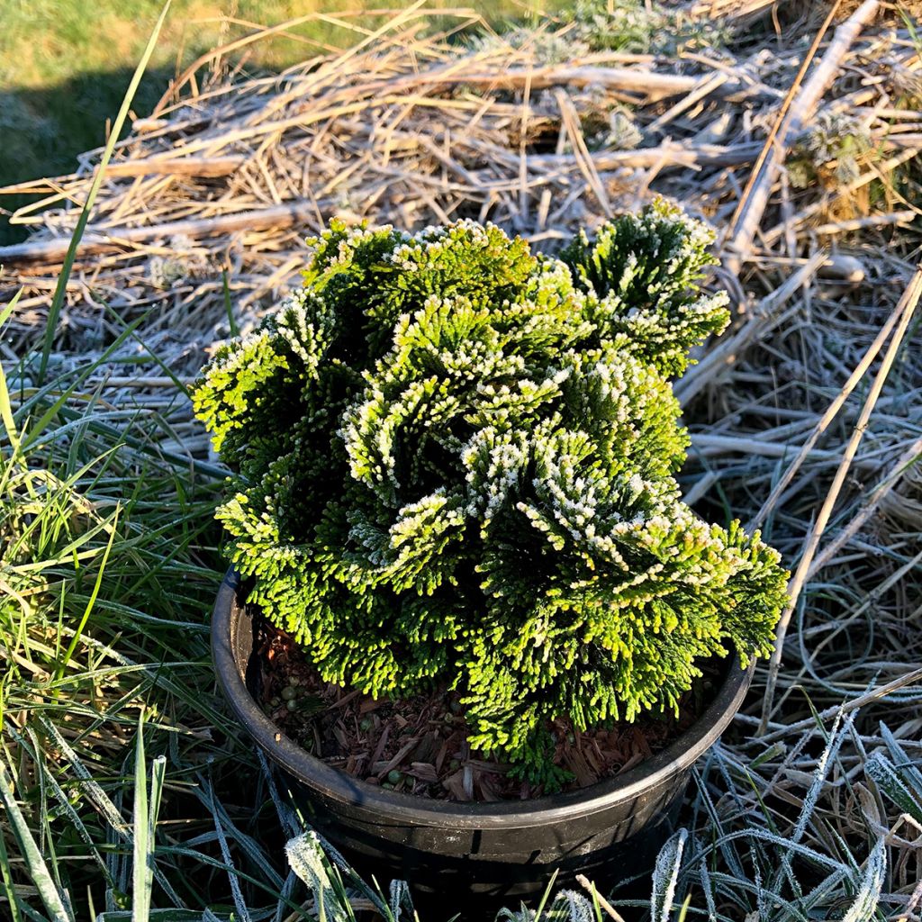 Chamaecyparis obtusa Nana Gracilis - Faux cyprès du Japon