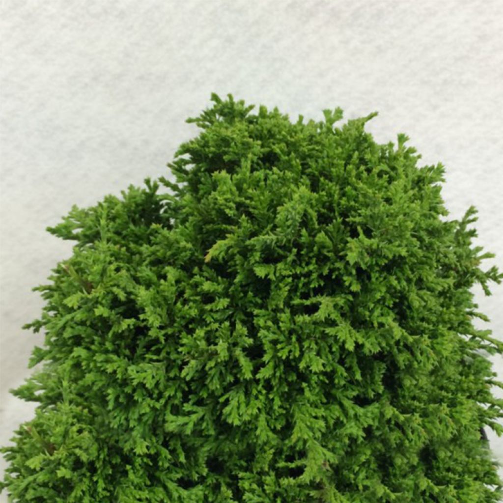 Chamaecyparis pisifera Tsukumo - Cyprès Sawara