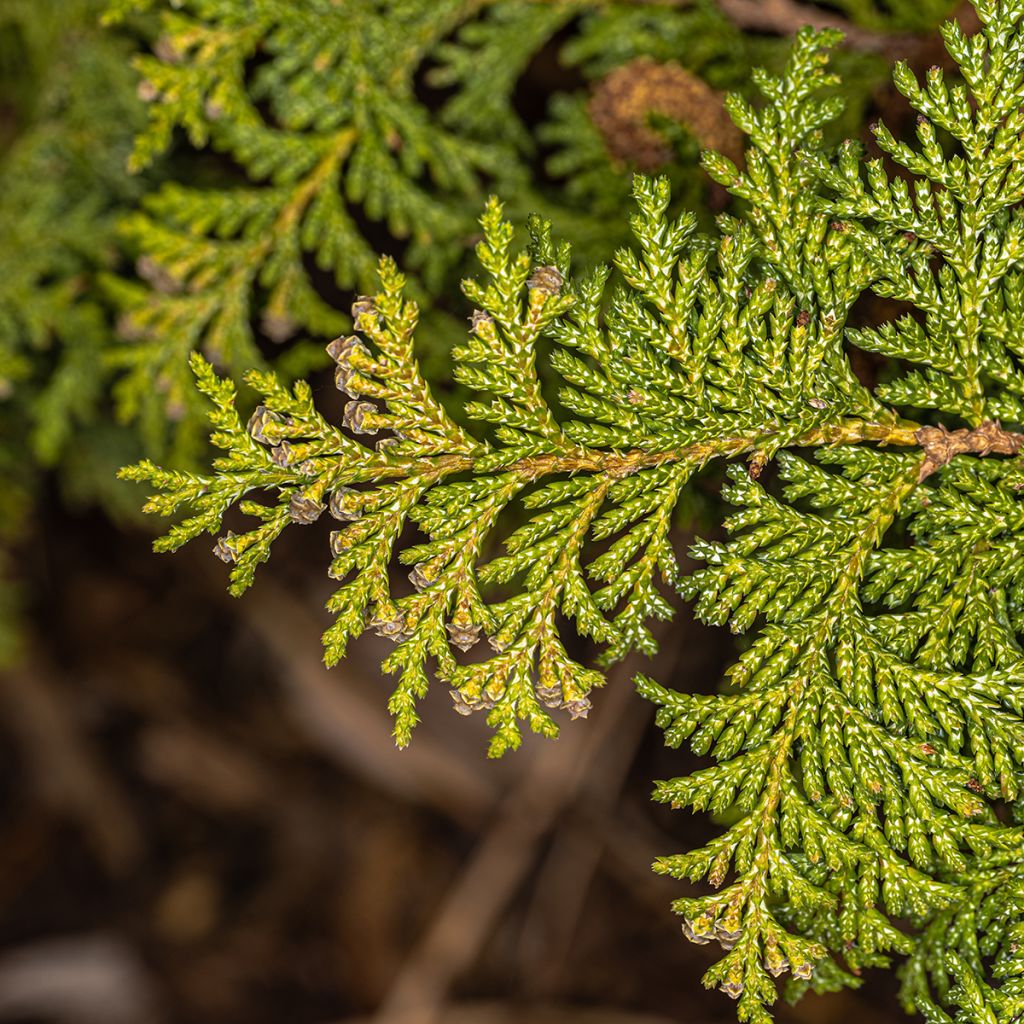 Chamaecyparis pisifera Golden Pincushion