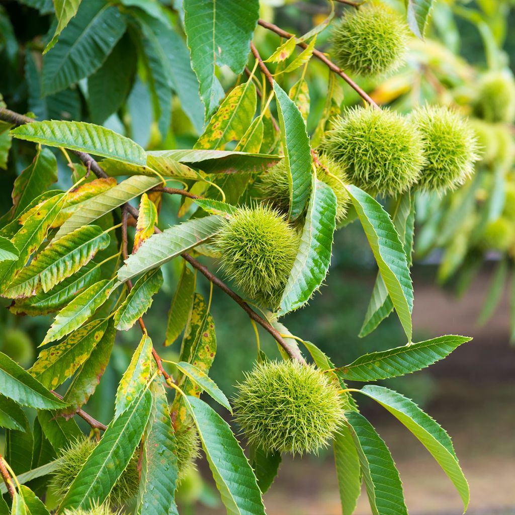 Châtaignier Marlhac - Castanea sativa