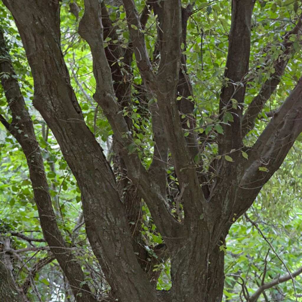 Quercus ilex - Quercia leccio
