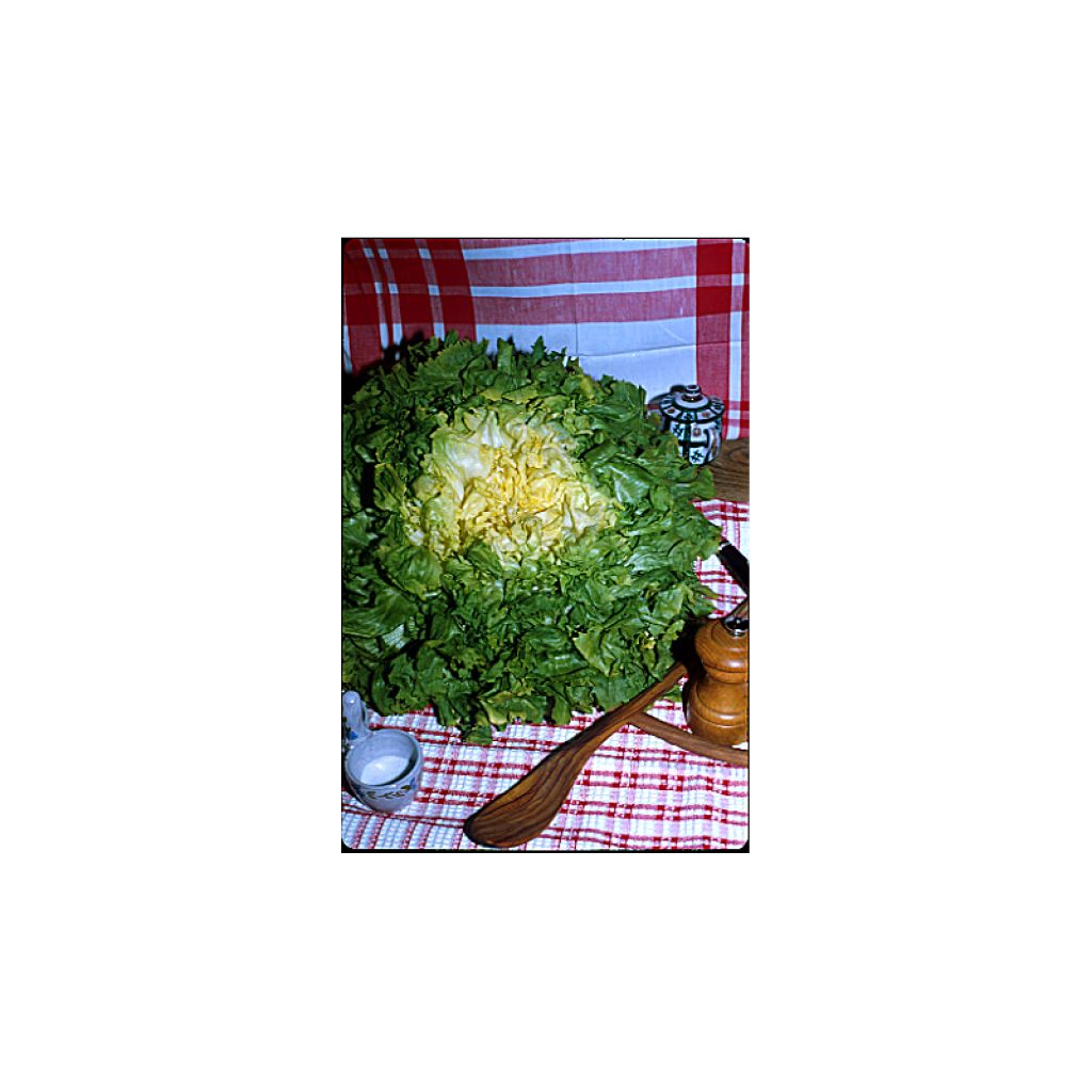 Chicorée scarole Blonde A Coeur Plein - Cichorium endivia var. latifolium