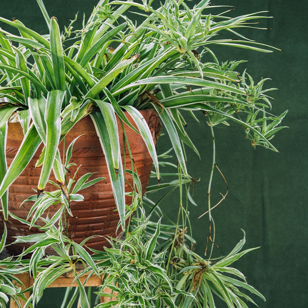 Chlorophytum Irish