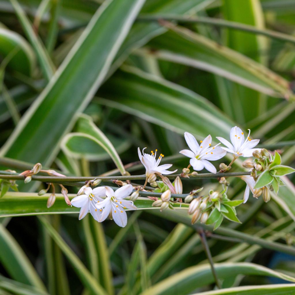 Chlorophytum Irish