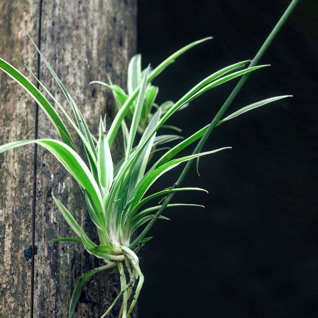 Chlorophytum Irish