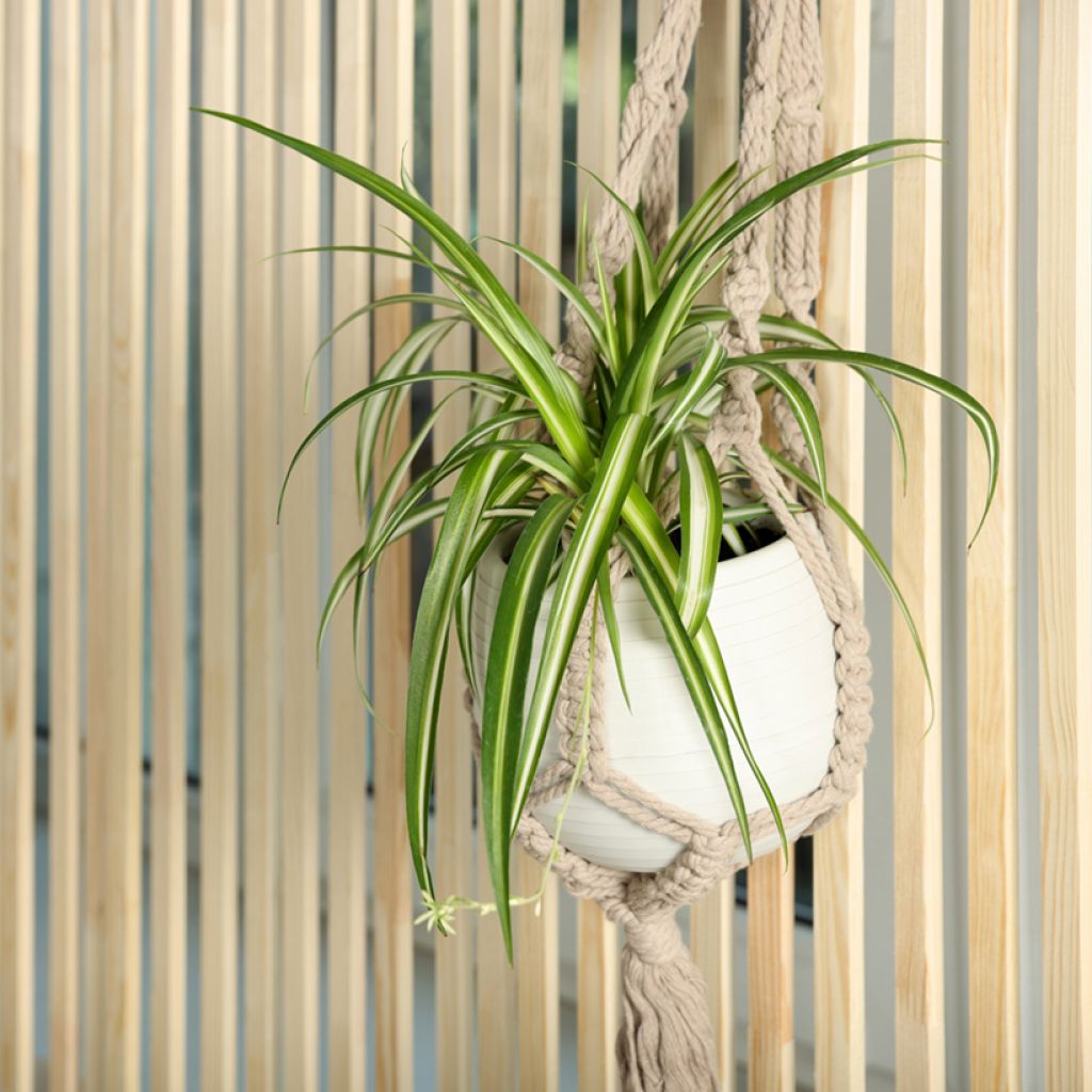 Chlorophytum Variegatum