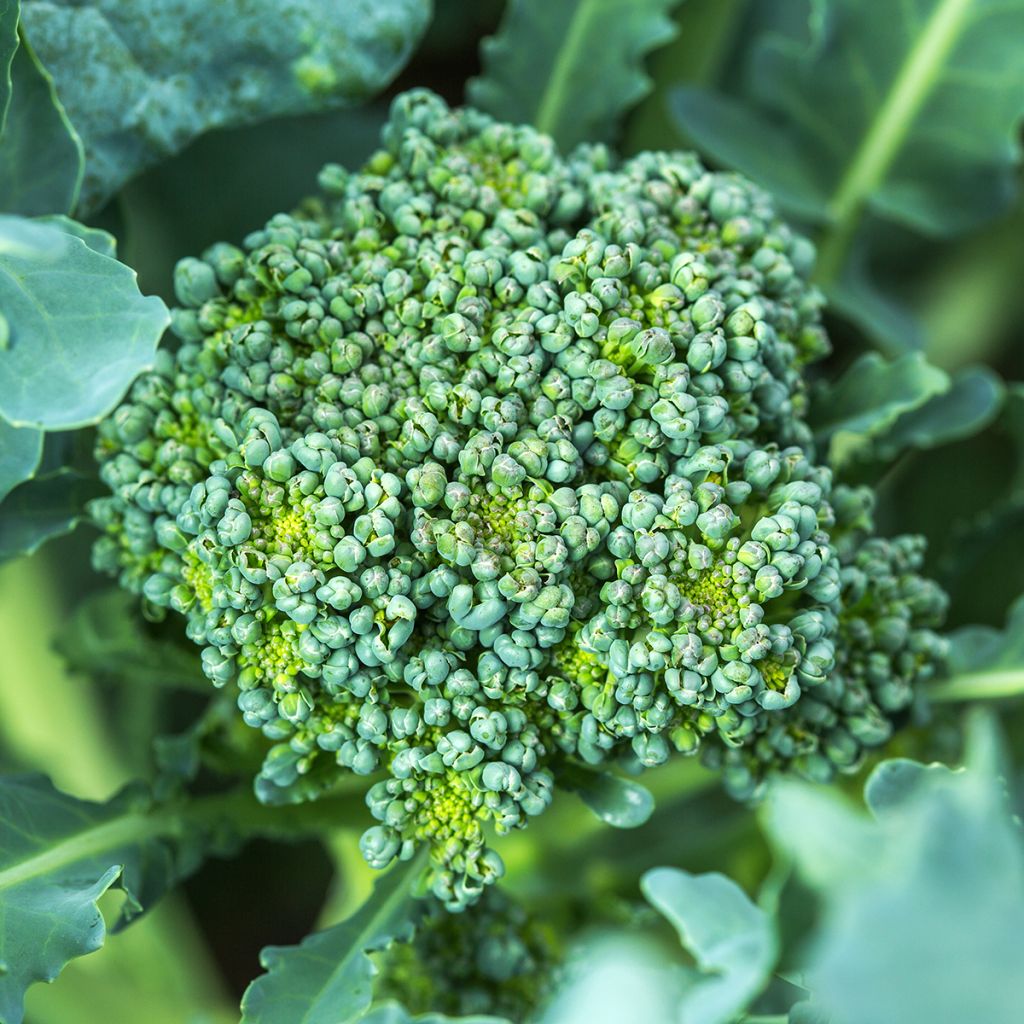 Cavolo broccolo Ramoso Calabrese