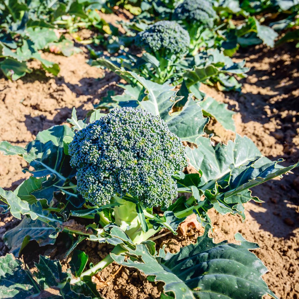Cavolo broccolo Ramoso Calabrese