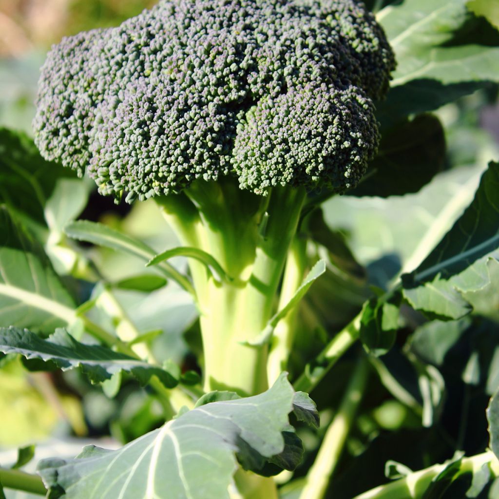 Cavolo broccolo Ramoso Calabrese