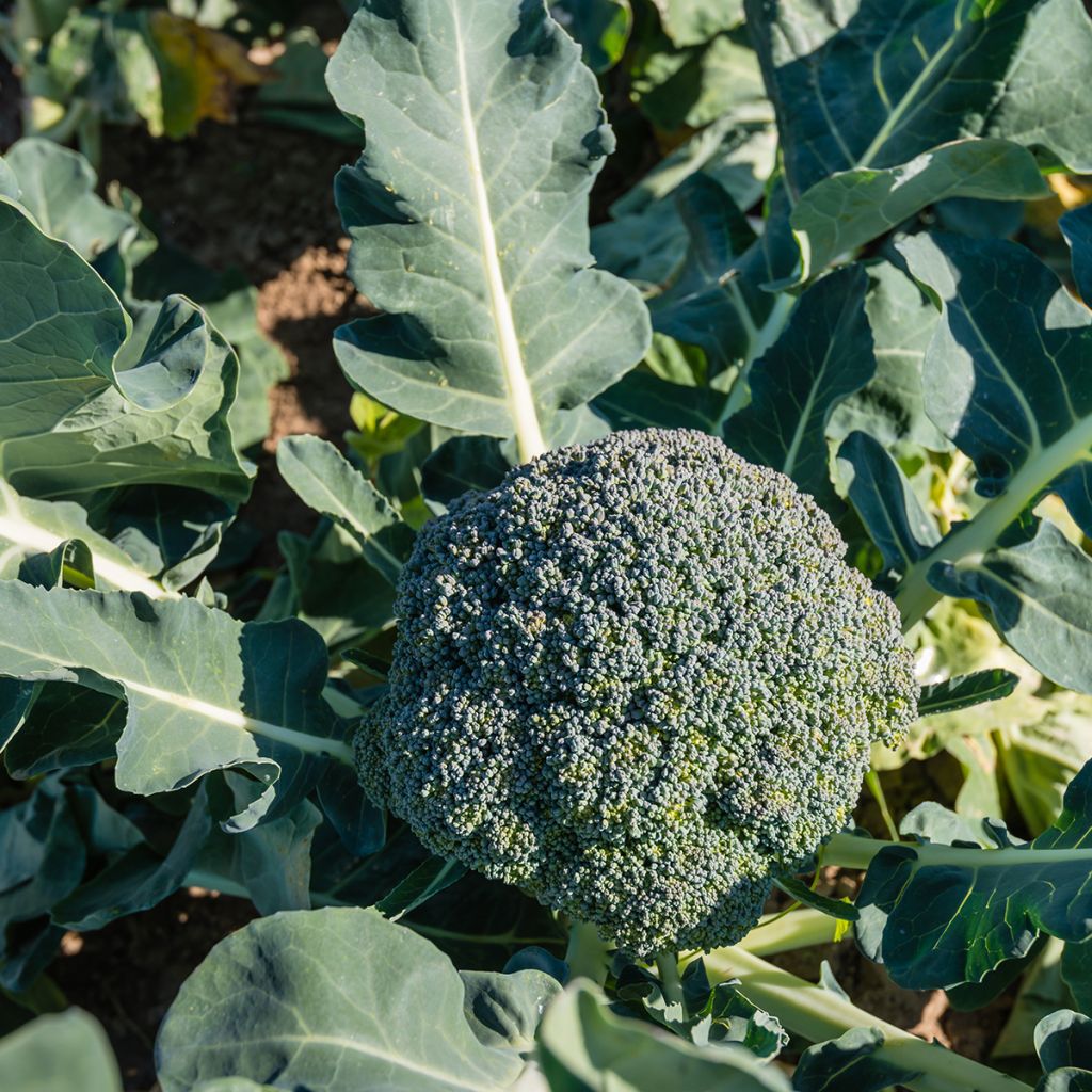 Cavolo broccolo Ramoso Calabrese