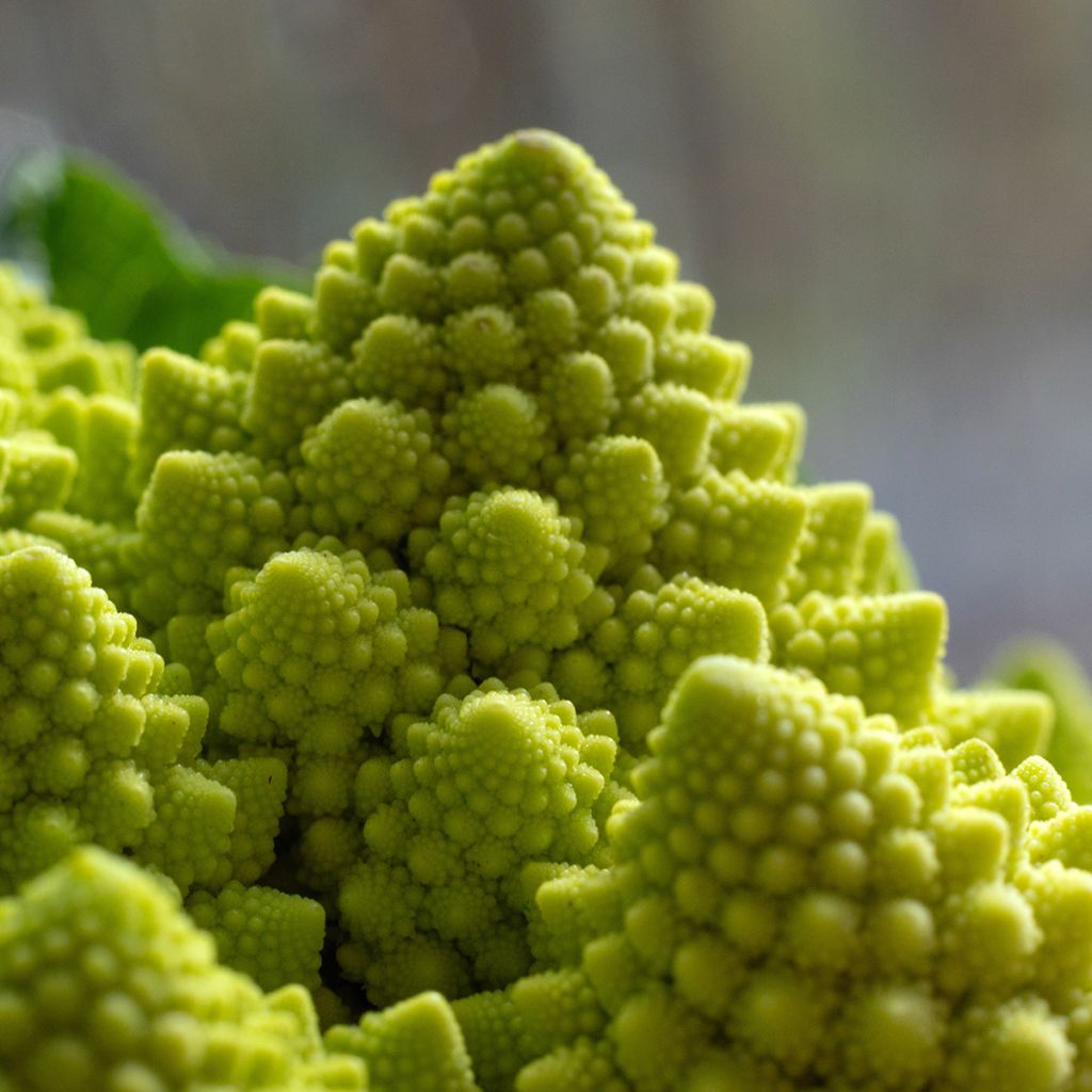 Broccolo romanesco Bio - Ferme de Sainte Marthe