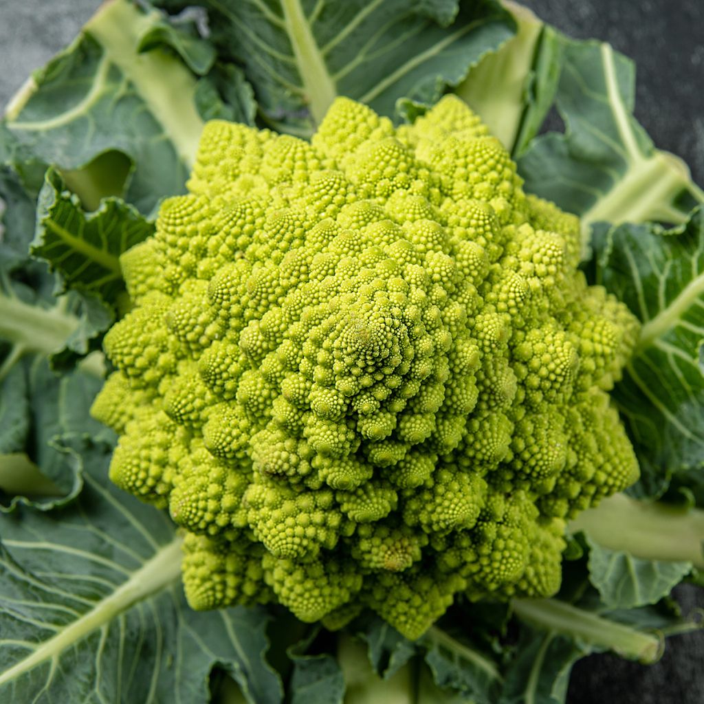 Broccolo romanesco Bio - Ferme de Sainte Marthe