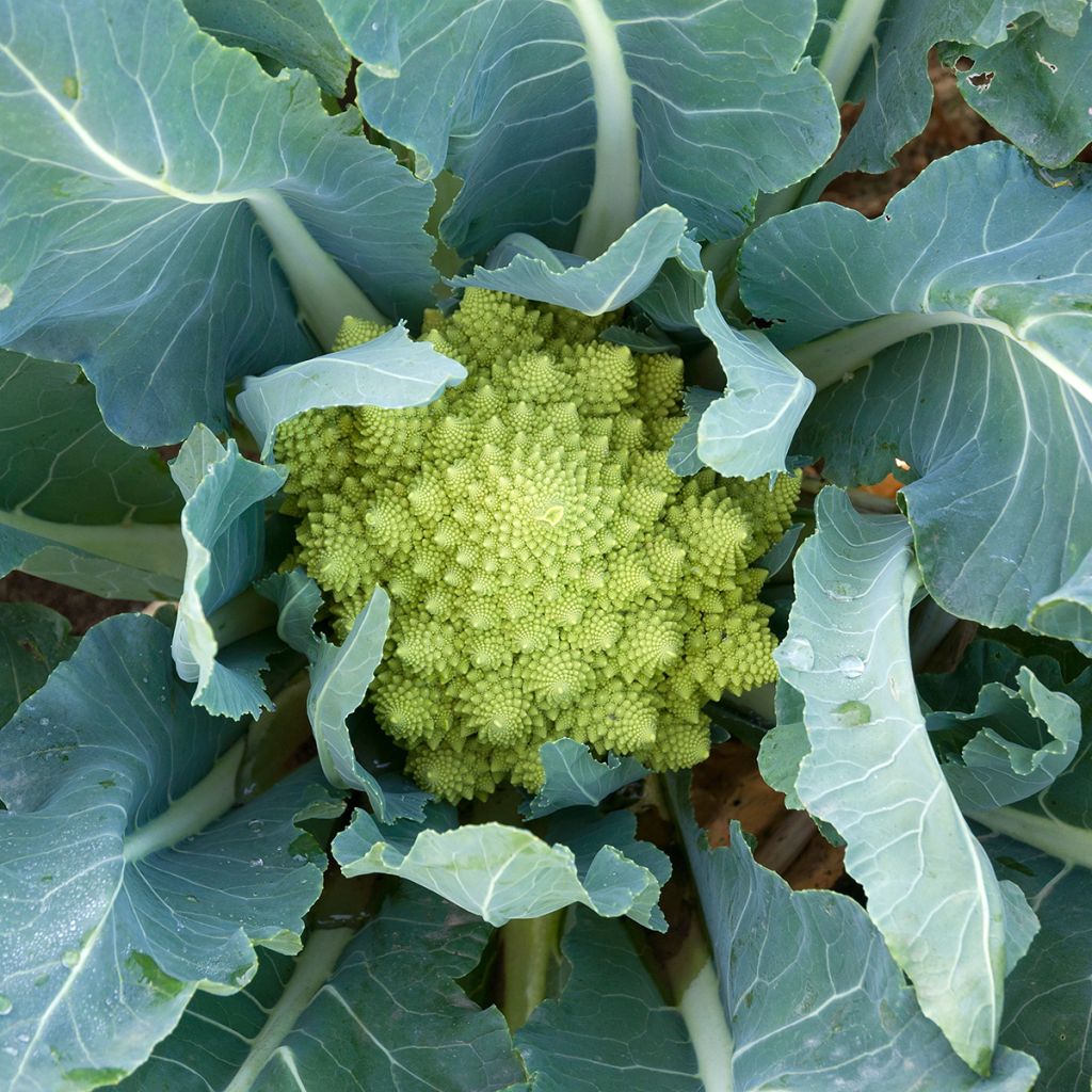 Broccolo romanesco Romanesco