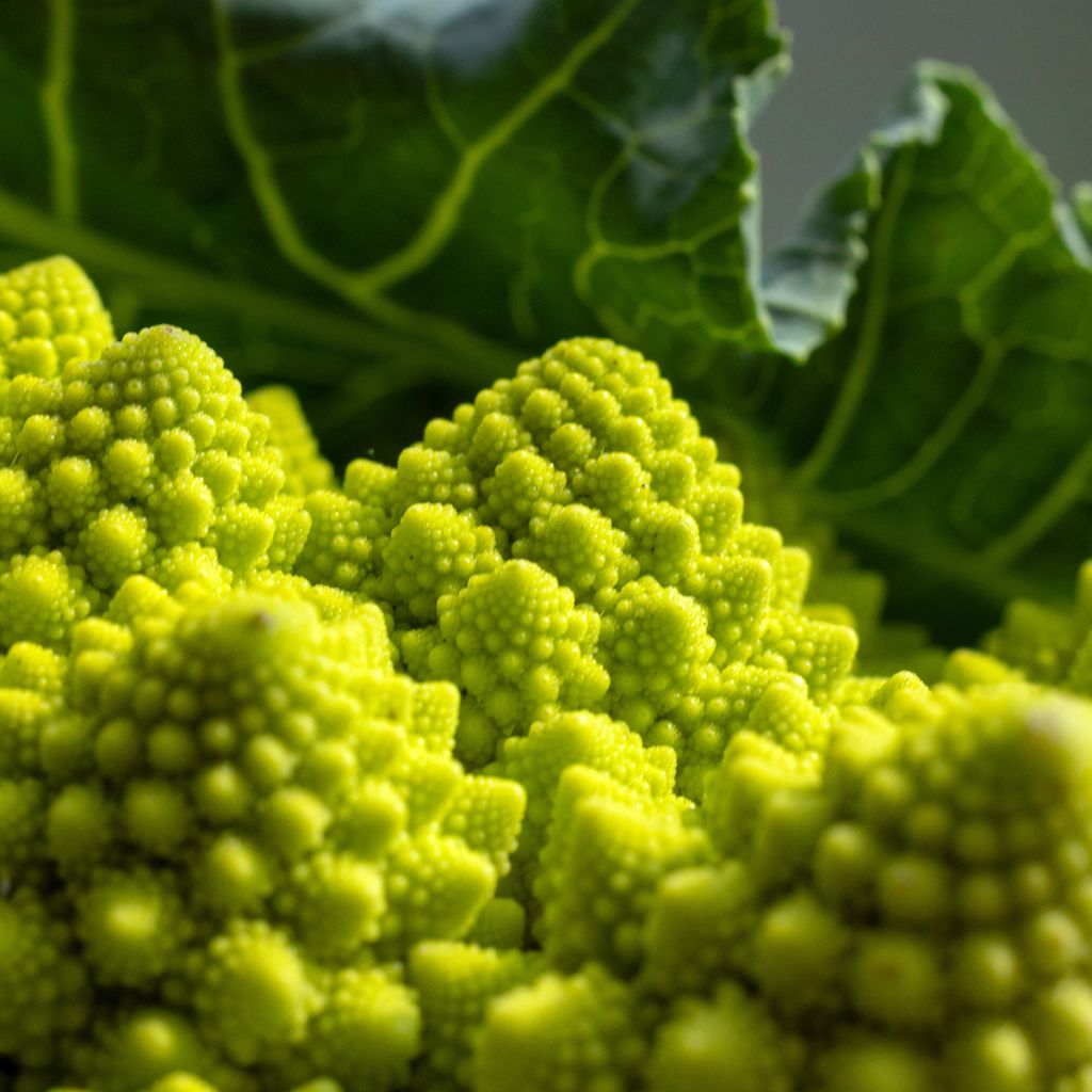 Broccolo romanesco Romanesco