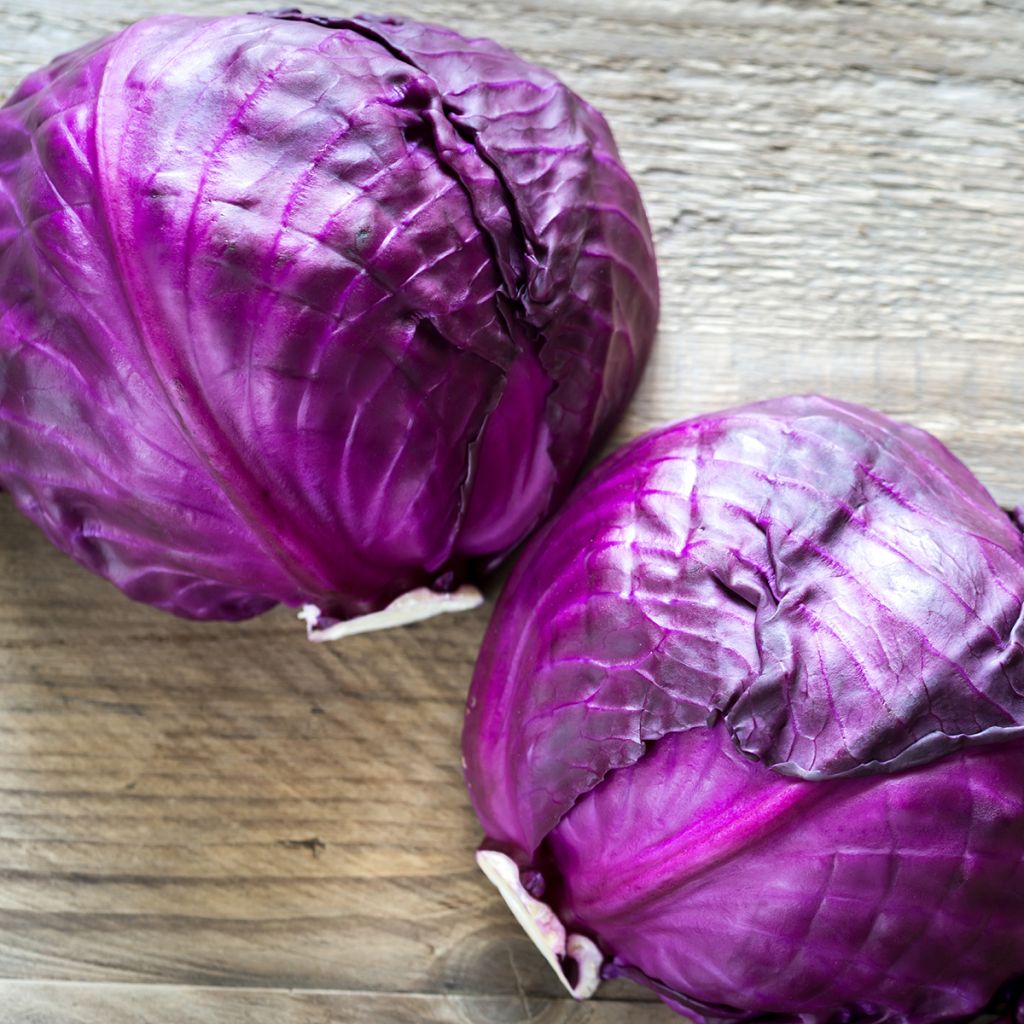 Cavolo cappuccio rubra Langedijker Bewaar 2