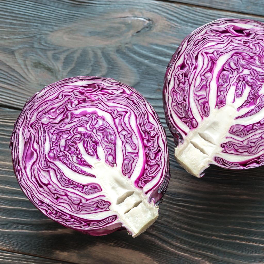 Cavolo cappuccio rubra Langedijker Bewaar 2