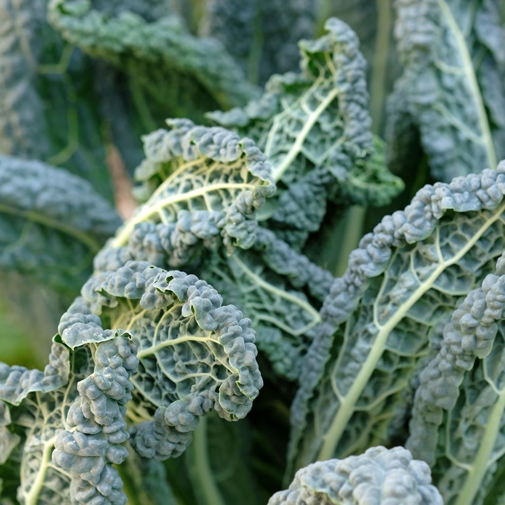 Cavolo riccio Nero di Toscana Bio