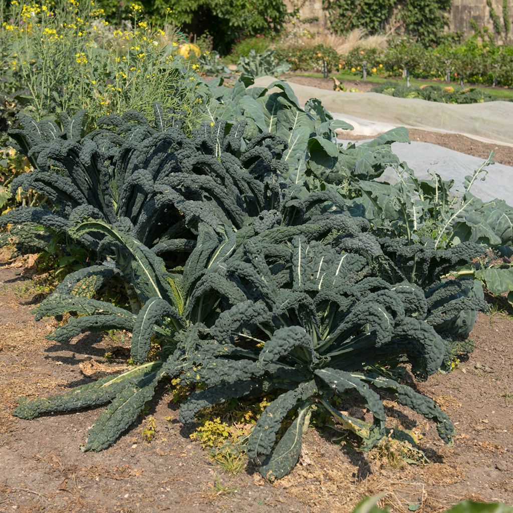 Cavolo riccio Nero di Toscana Bio