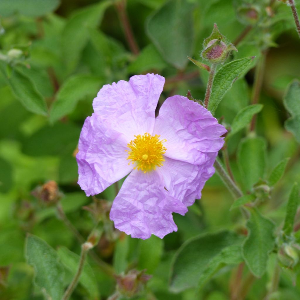 Cistus creticus - Cisto di Creta