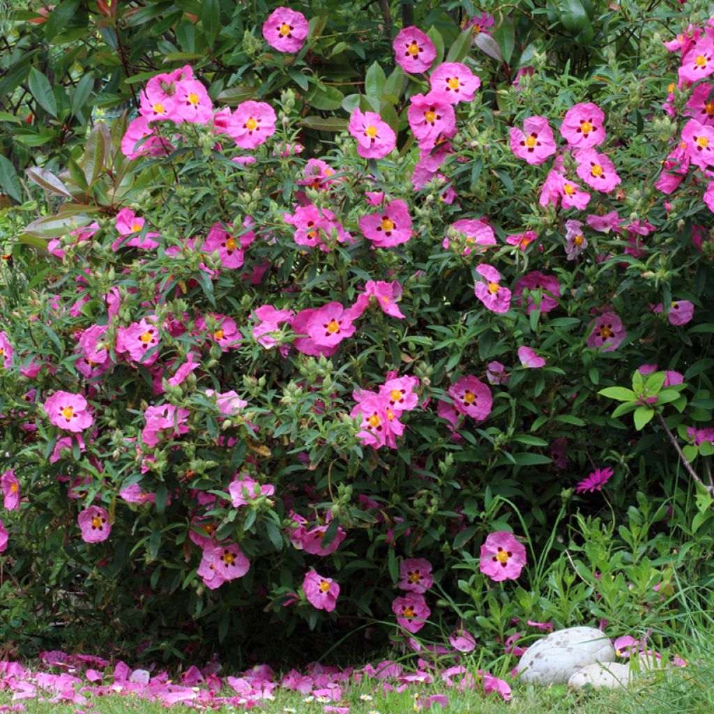 Cistus purpureus - Cisto