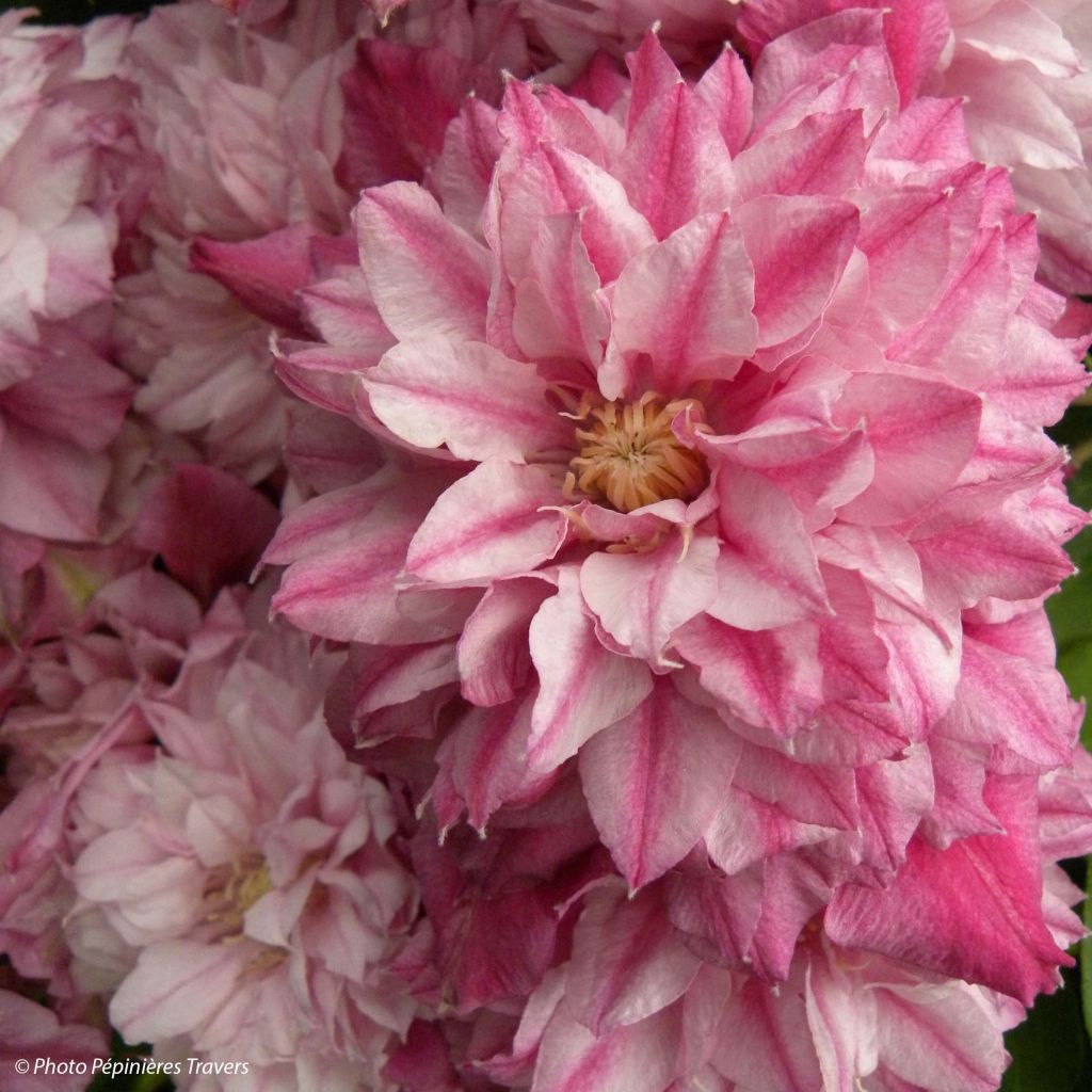Clématite - Clematis Patricia Ann Fretwell