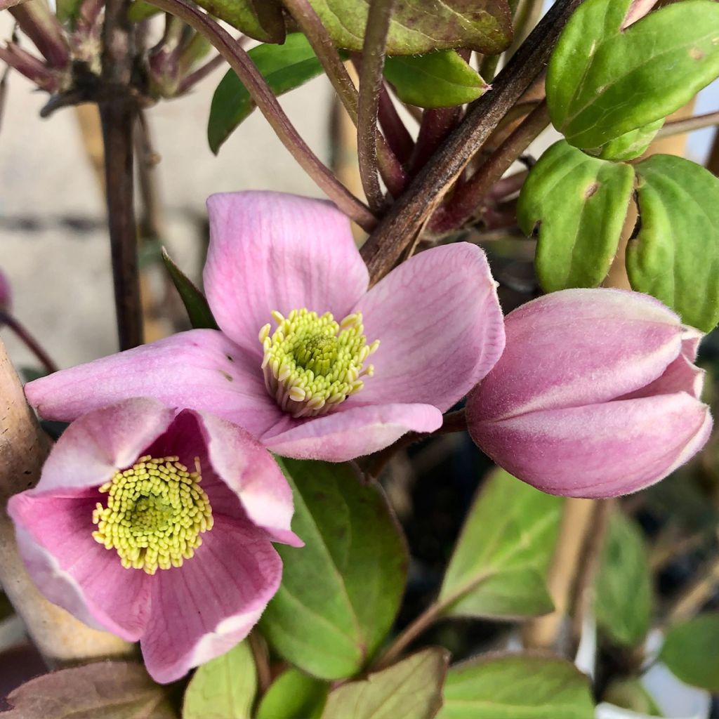 Clematis montana Elizabeth - Clematide