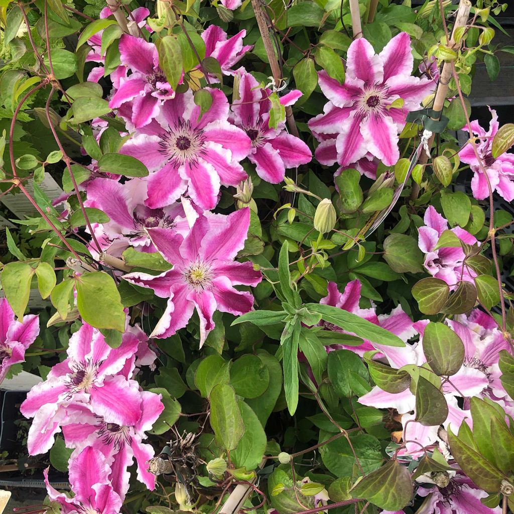 Clematis Souvenir du Capitaine Thuilleaux - Clematide
