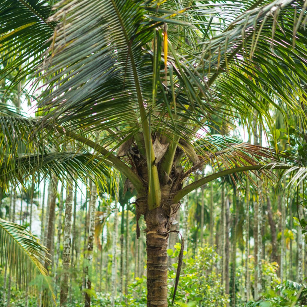 Cocos nucifera - Palma da cocco
