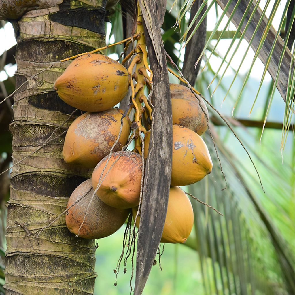 Cocos nucifera - Palma da cocco