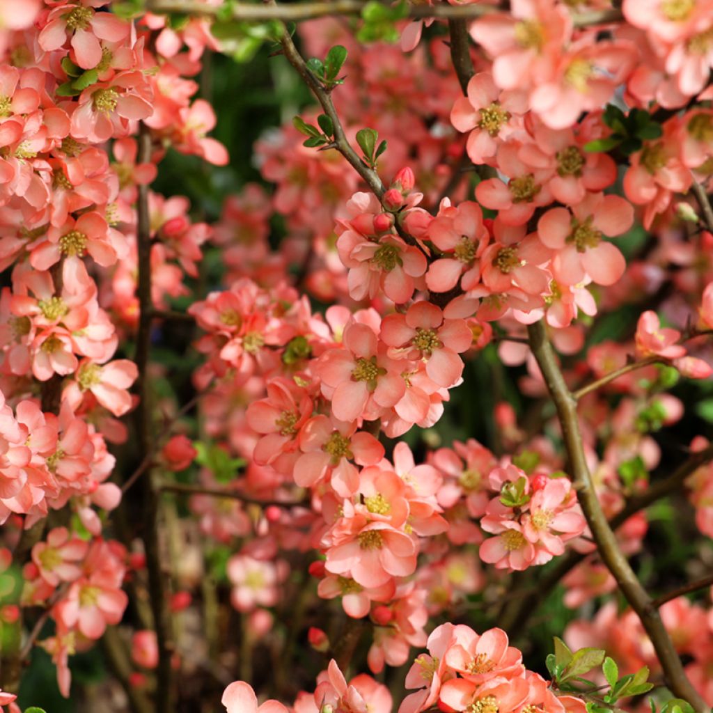 Chaenomeles superba Salmon Horizon - Fior di Pesco