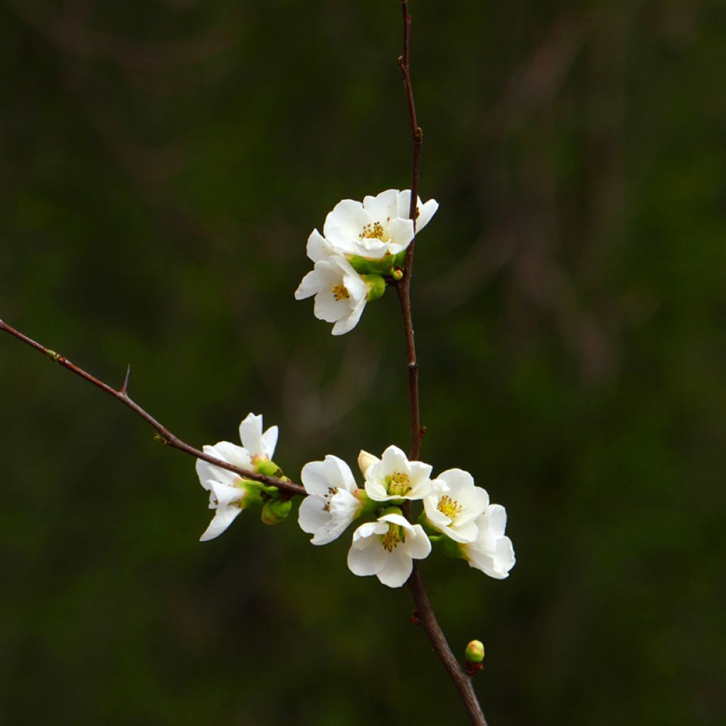 Chaenomeles superba Jet Trail - Fior di Pesco