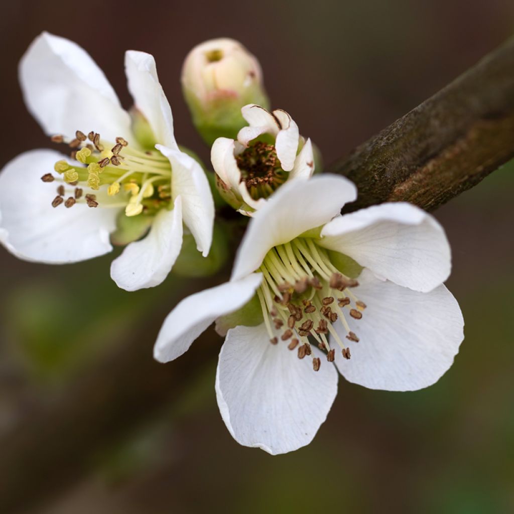 Chaenomeles speciosa Nivalis - Fior di Pesco