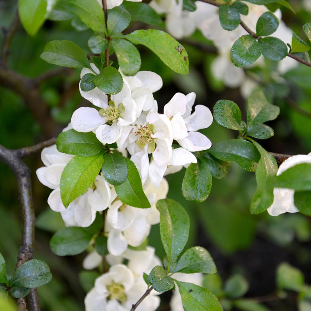 Chaenomeles speciosa Nivalis - Fior di Pesco