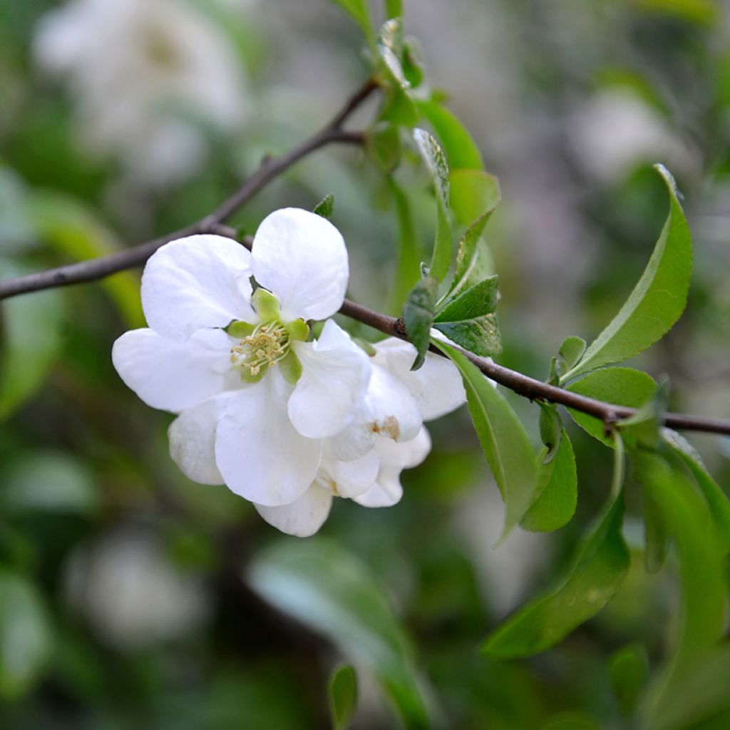 Chaenomeles speciosa Nivalis - Fior di Pesco