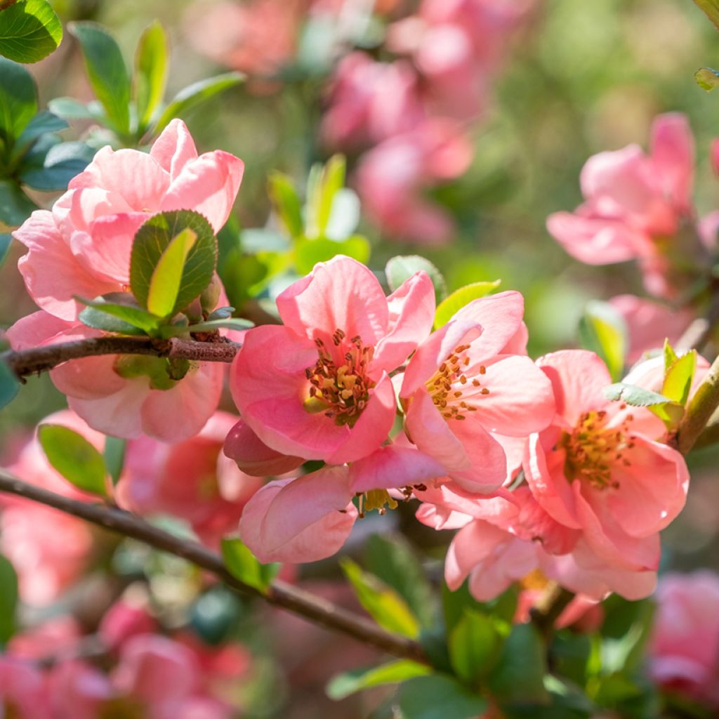 Chaenomeles superba Pink Lady - Fior di Pesco